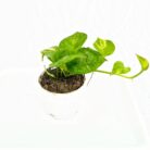 Money plant (pothos)
