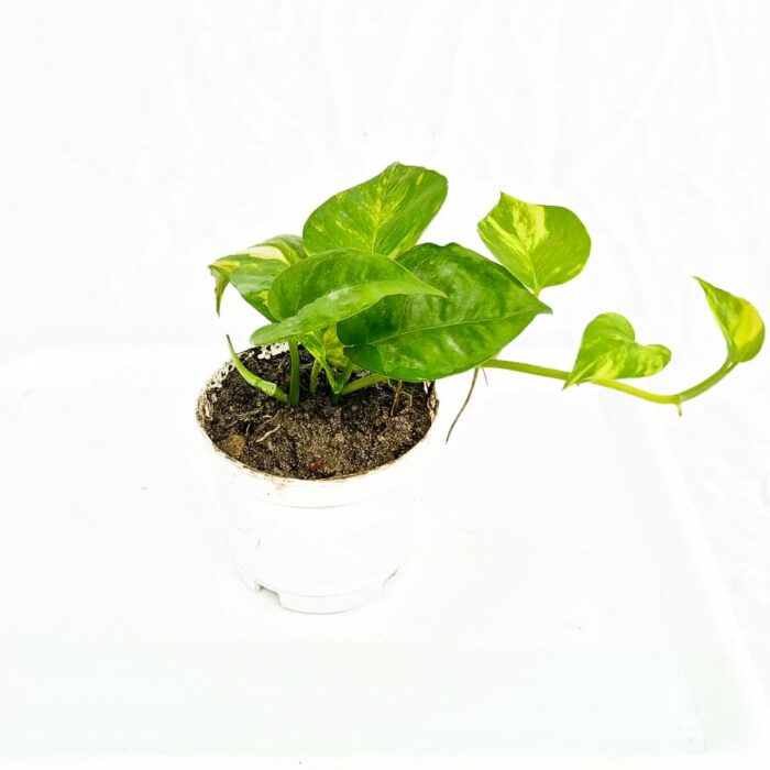 Money plant (pothos)