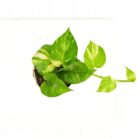 Money plant