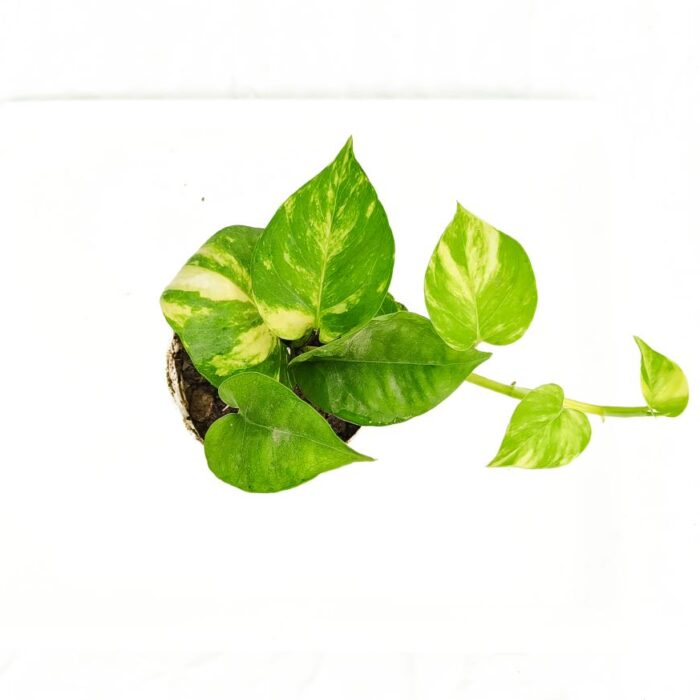 Money plant