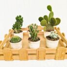Assorted cactus combo set
