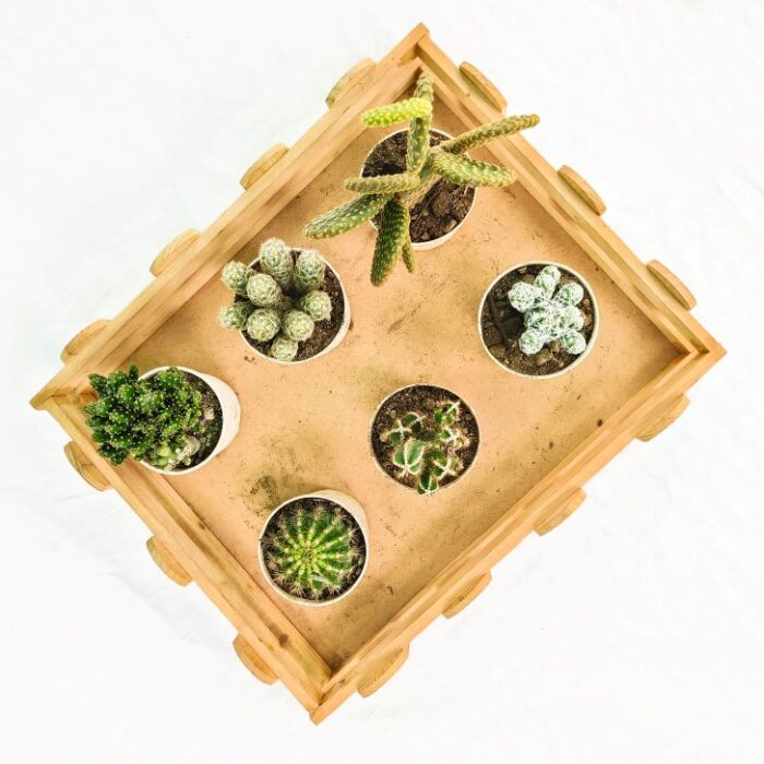 Assorted cactus combo