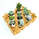 Assorted succulent set of 10