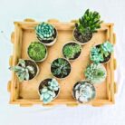 Assorted succulent set of 10
