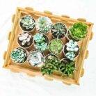 assorted succulent plants