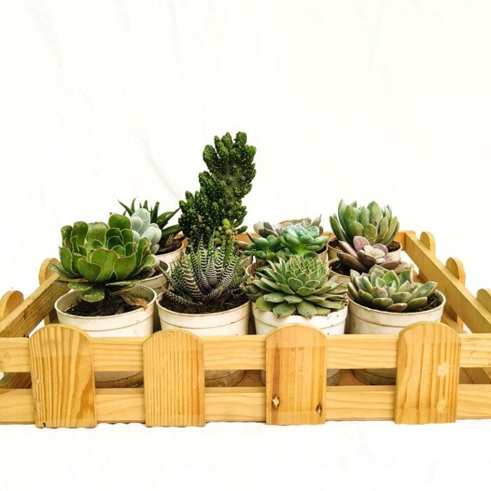 succulent plant combo