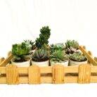 Assorted succulent plants combo