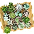 assorted succulent combo set