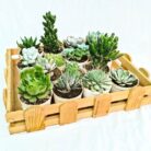 succulent combo set