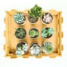 succulent plant combo