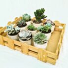 succulent plant combo