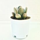 Moonstone succulent plant