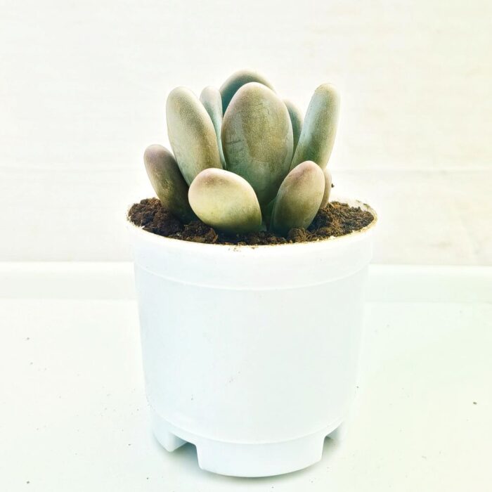 MOONSTONE Moonstone succulent plant