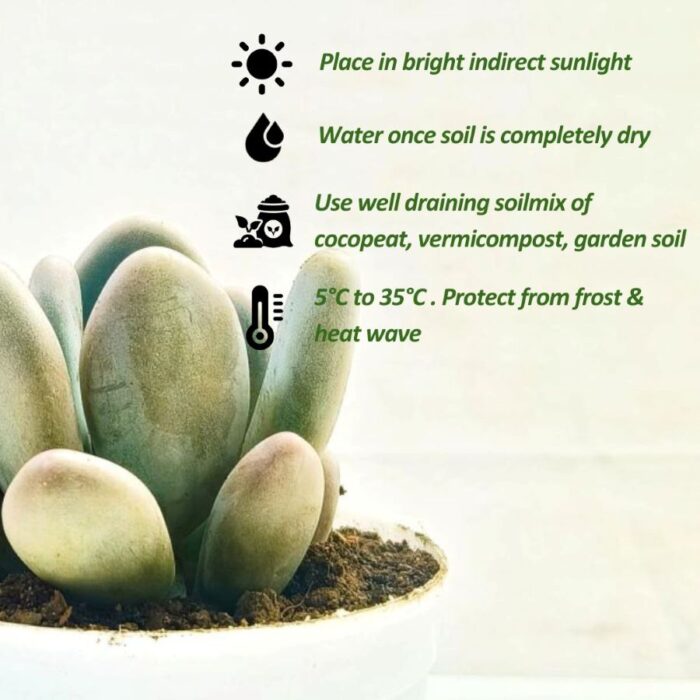 Moonstone care moonstone succulent care