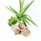 indoor plant combo