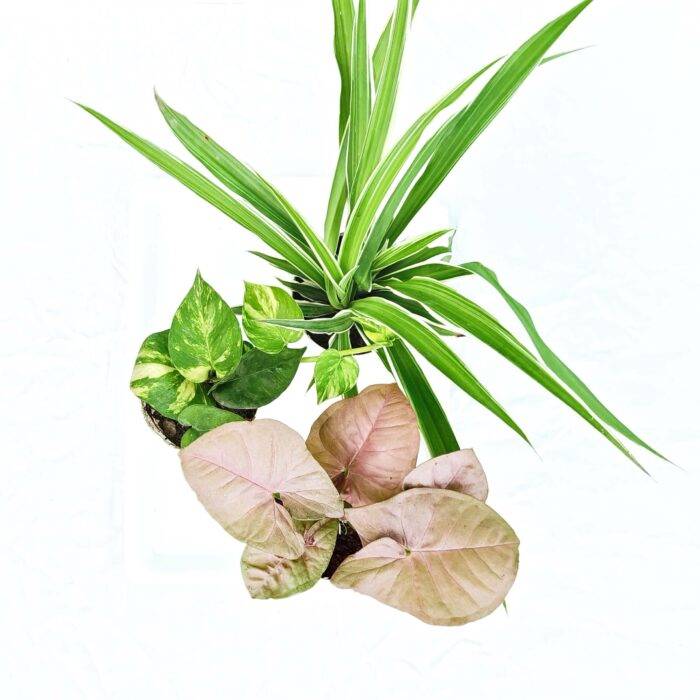 indoor plant combo