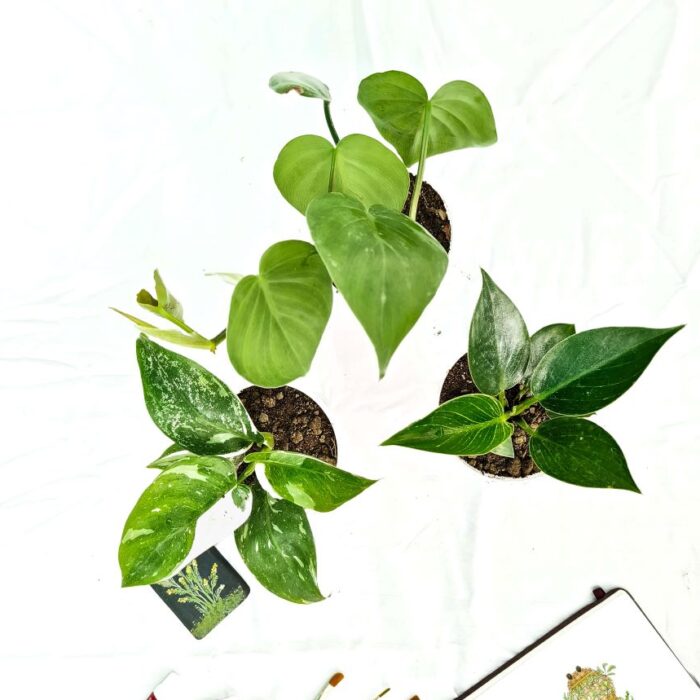 Indoor plants combo