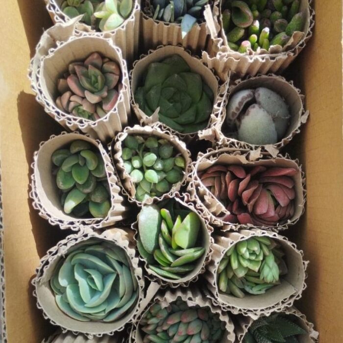 succulent plants