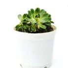 aeonium arbireum variegated