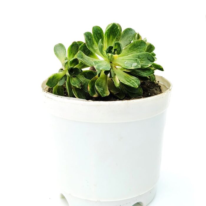 aeonium arbireum variegated