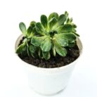 aeonium arbireum variegated