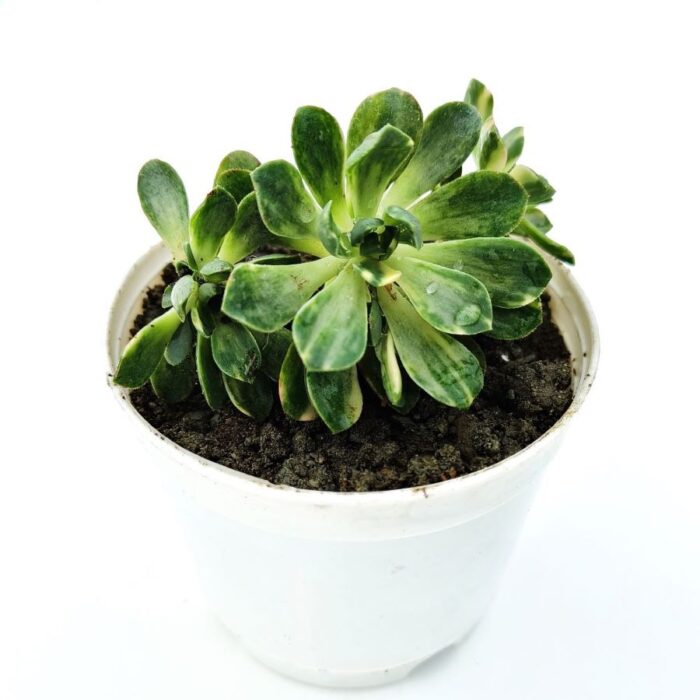 aeonium arbireum variegated