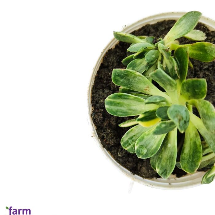 aeonium arbireum variegated