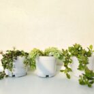 hanging succulent combo