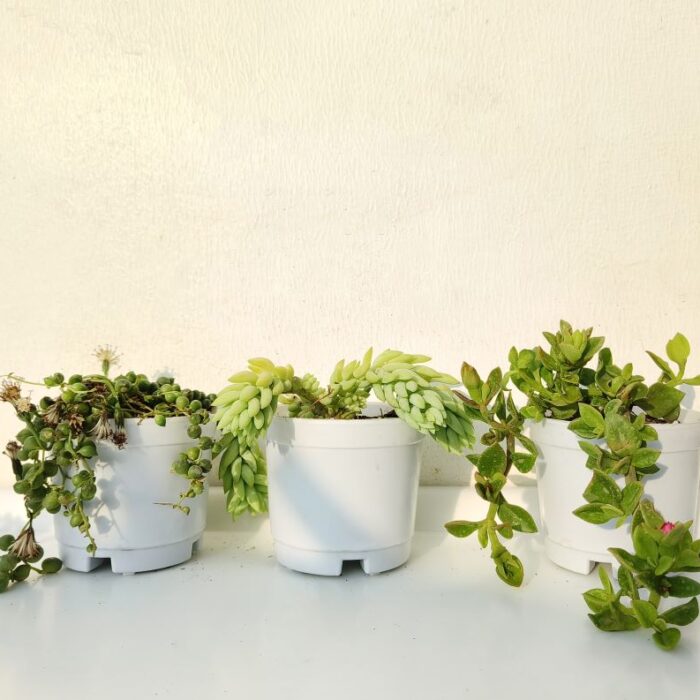 hanging succulent combo