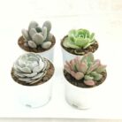 assorted succulent plants set of 4