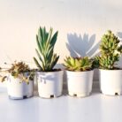 Succulents | Vastu Plants for Home