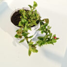 baby sun rose with pot