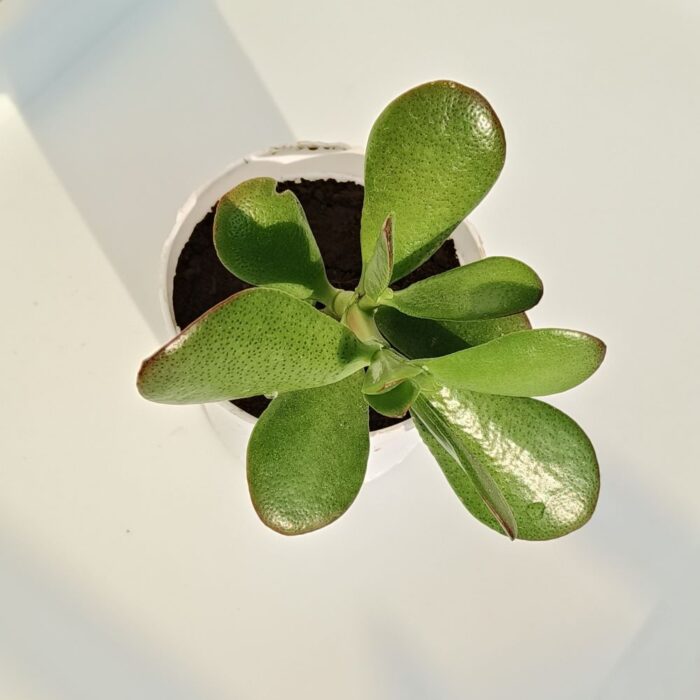 crassula 01 Crassula Ovata plant