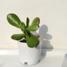 Crassula Ovata