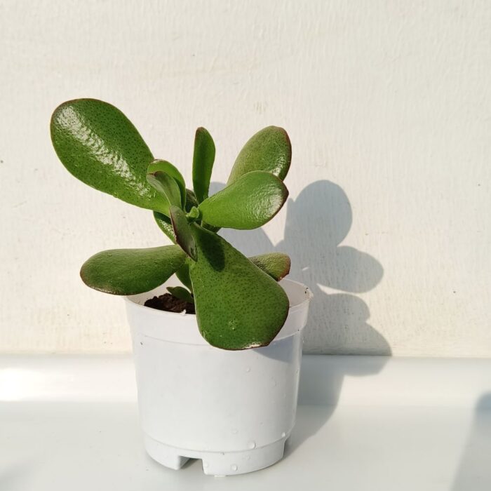 crassula 02 Crassula Ovata