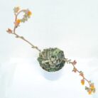 Echeveria Elegans succulent