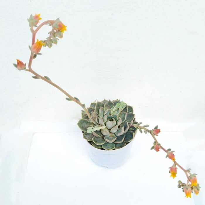echeveria elegans 02 Echeveria Elegans succulent
