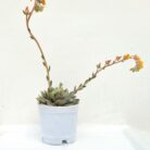 echeveria elegans