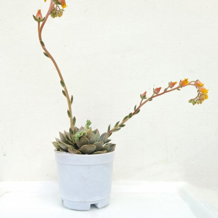 echeveria elegans echeveria elegans
