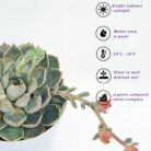 echeveria care
