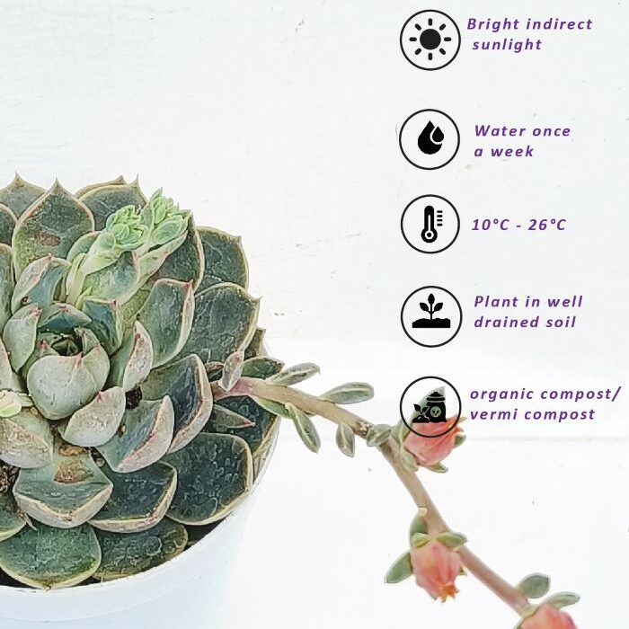 echeveria elegans care-01 echeveria care
