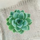 green echeveria