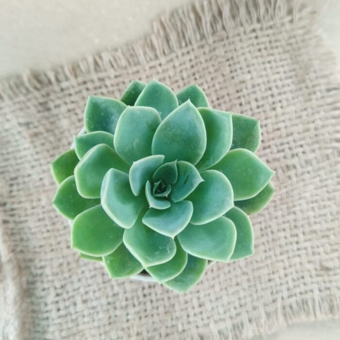 green echeveria with pot 01 green echeveria