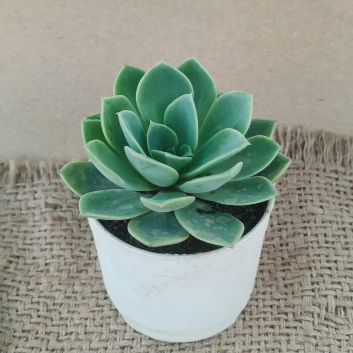 green echeveria with pot 02 green echeveria