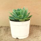 green echeveria