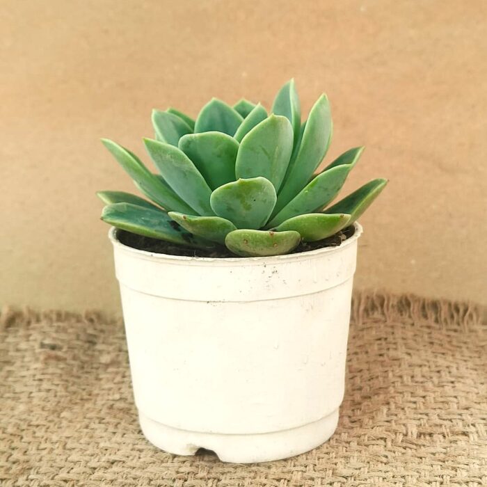 green echeveria with pot 3 green echeveria