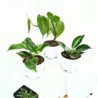 Philodendron plant combo