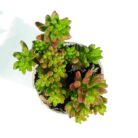 Jelly bean plant