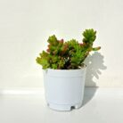 Jelly bean succulent plant