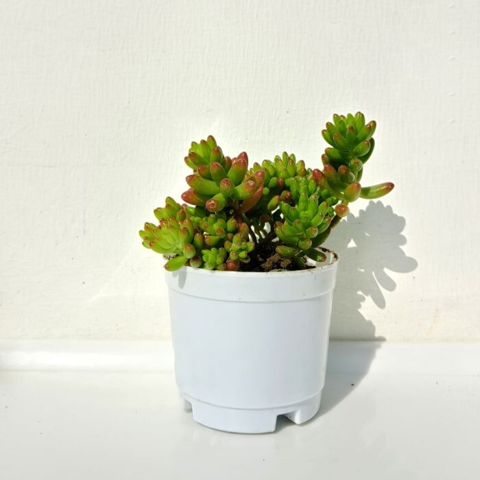 Jelly bean succulent plant